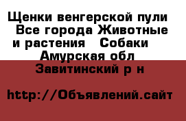 Щенки венгерской пули - Все города Животные и растения » Собаки   . Амурская обл.,Завитинский р-н